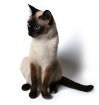Siamese Cat